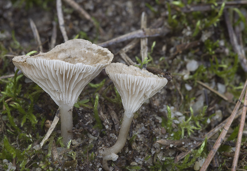 Clitocybe collina